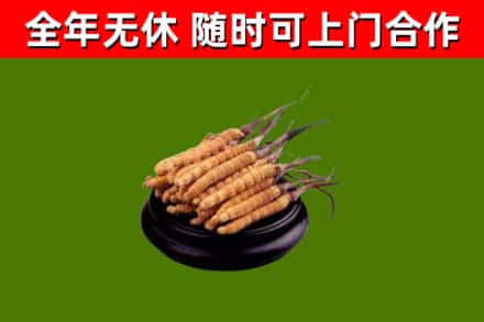 茶山镇回收散虫草